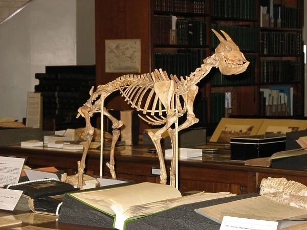 Reconstruction of a Myotragus skeleton