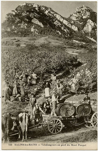Salins-les-Bains - Grape Harvest at the foot of Mount Poupet