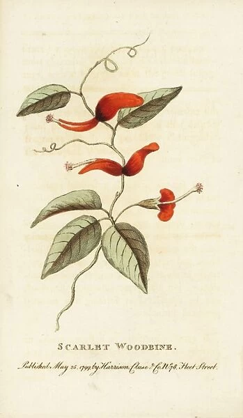 Scarlet woodbine of New South Wales, Lonicera species