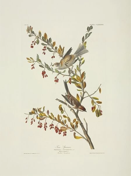 Spizella arborea, American tree sparrow