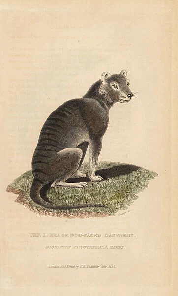 Tasmanian wolf, Thylacinus cynocephalus. Extinct