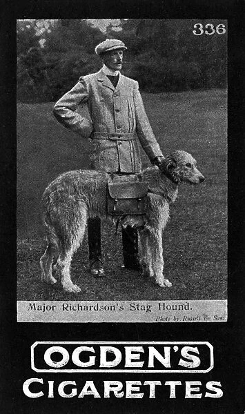 War dogs - Major Richardsons stag hounds