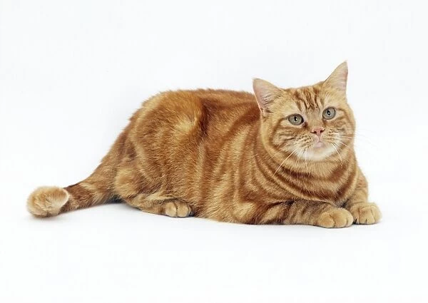 Cat Obese. JD-17511. CAT - obese  /  fat ginger cat