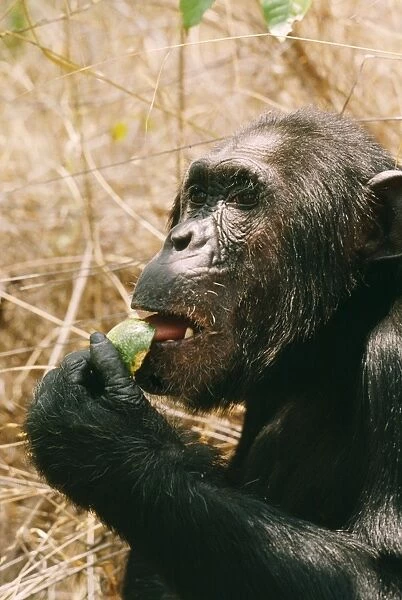 Chimpanzee - 'Prof' eating Strychnos innocua Gombe, Tanzania, Africa