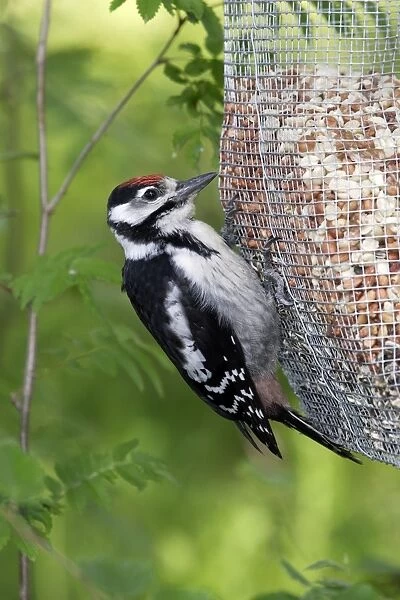 Great-Spotted Woodpecker - on feeder. Finland