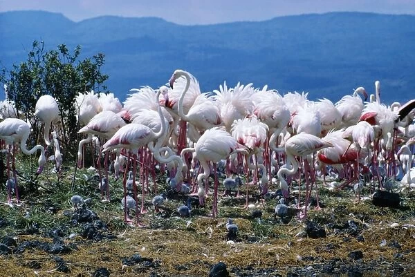Greater Flamingo Breeding colony, Africa