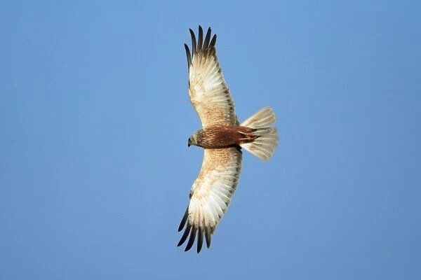 Marsh Harrier - male in flight, Texel, Holland