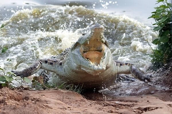 Orinoco Crocodile - female lunging out of water to protect nest in bank Hato El Frio, Venezuela