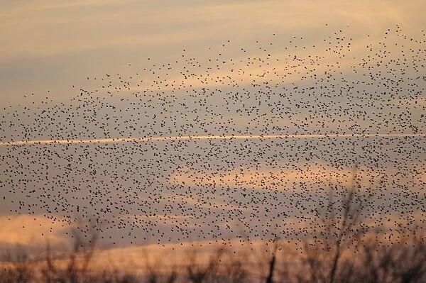 Starlings - flock in flight - Shapwick Heath - Westhay - Somerset