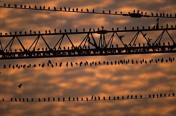Starlings - flock sitting on building crane at dusk in winter, before going to roost