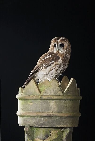 Tawny owl - on chimney pot Bedfordshire UK 006490