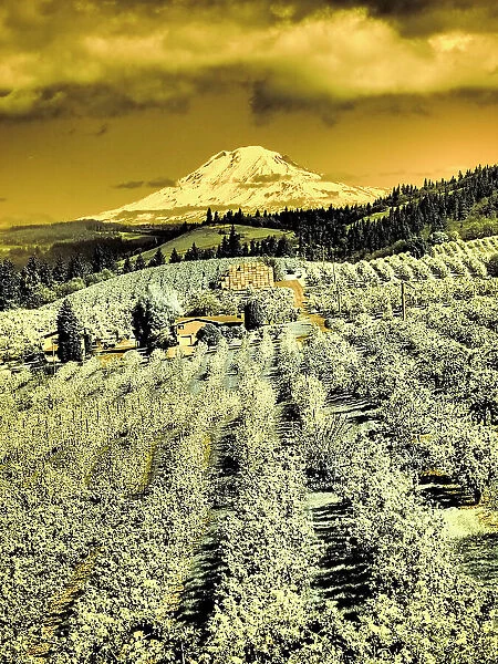 USA, Oregon, Columbia Gorge. Infrared of Spring orchards and Mount Rainier Date: 22-04-2021