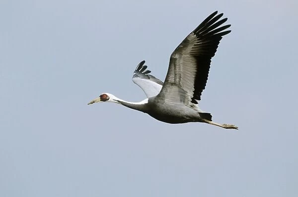 White-naped Crane - In flight - Arasaki swamps - Kagoshima Prefecture - Kyushu - Japan - central Asia to Japan JPF39808