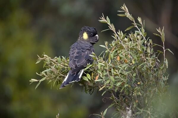 Yellow-tailed Black-Cockatoo - Female. Found in Southeast Australia and Tasmania where it was photographed. Feeds on seeds of native plants including eucalypts, banksias and hakeas. Nomadic. Moderately common