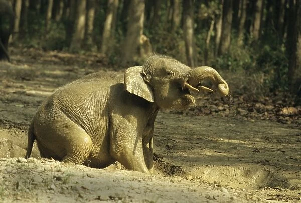 Young Indian  /  Asian Elephant playing in the rain filled waterhole. Corbett National Park, India