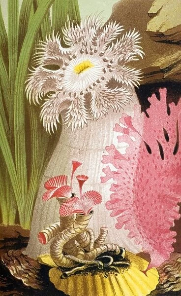 1854 Philip Gosse colour litho of anemone