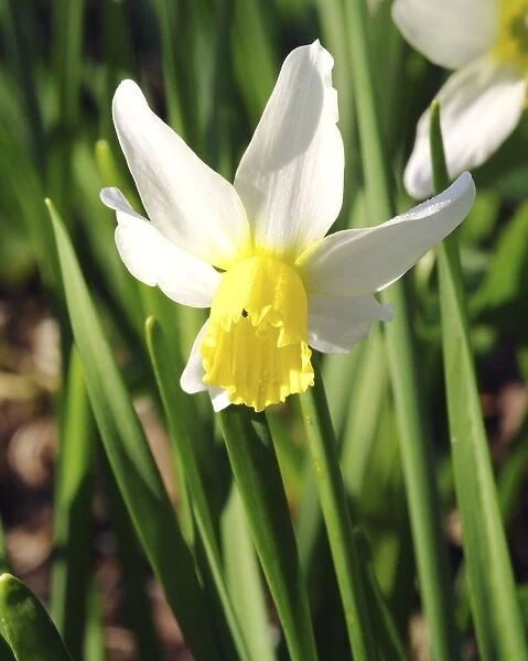 Daffodils (Narcissus Pipit )