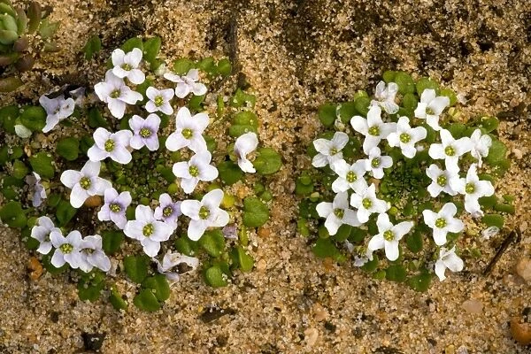 Diamond flower (Lonopsidium acaule)