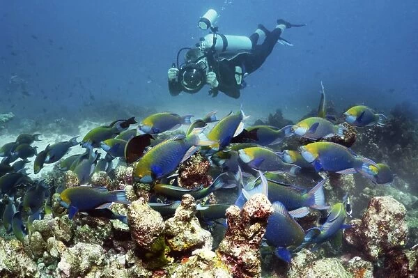 Diver with parrotfish C014  /  2919