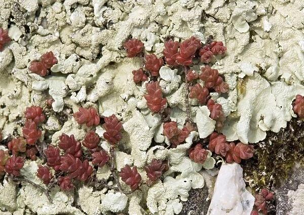 English stonecrop (Sedum anglicum, red)