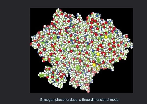 Glycogen phosphorylase, molecular model