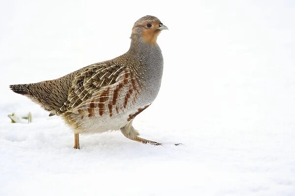 Grey partridge in snow C018  /  0880