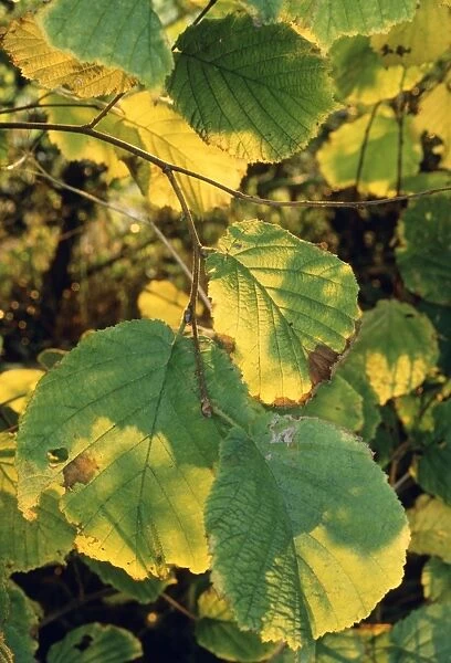 Hazel (Corylus avellana) leaves