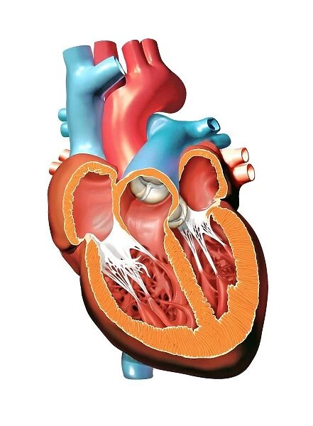 Human heart anatomy, artwork