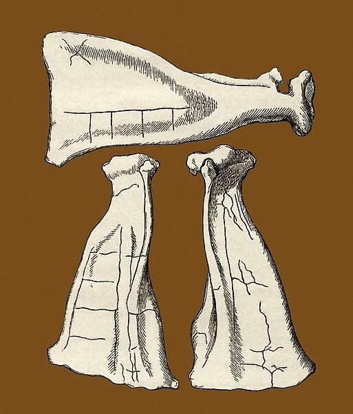 Kalmyk bone divination scapulas, artwork