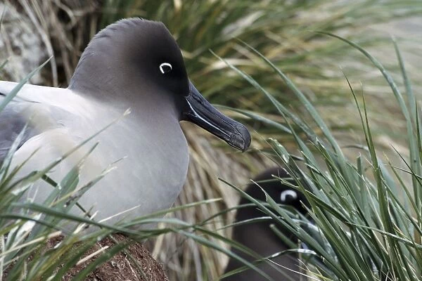 Light-mantled sooty albatross nesting