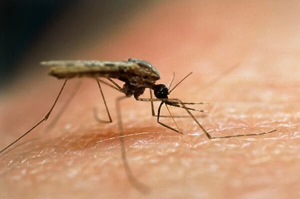 Mosquito feeding on human skin