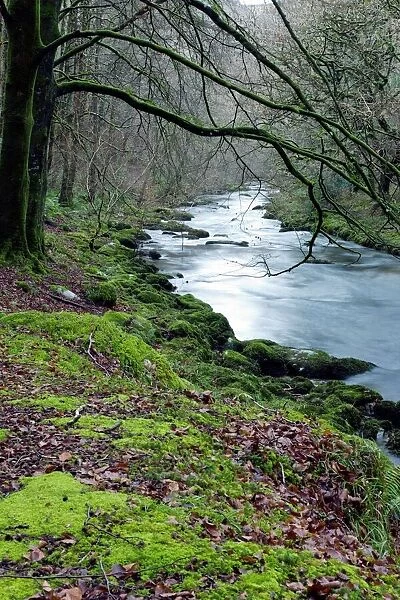Woodland river