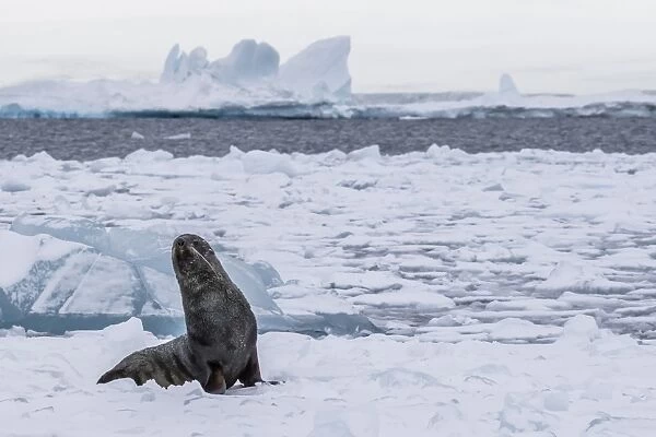 Adult bull Antarctic fur seal (Arctocephalus gazella), hauled out on first year sea