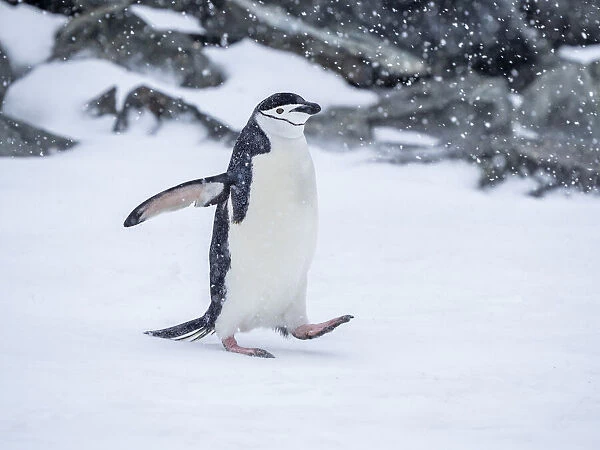 Adult chinstrap penguin (Pygoscelis antarcticus) walking in the snow on Half Moon Island, South Shetlands, Antarctica, Polar Regions