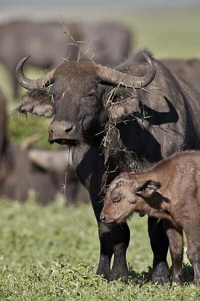 Cape buffalo (African buffalo) (Syncerus caffer) cow and calf, Ngorongoro Crater