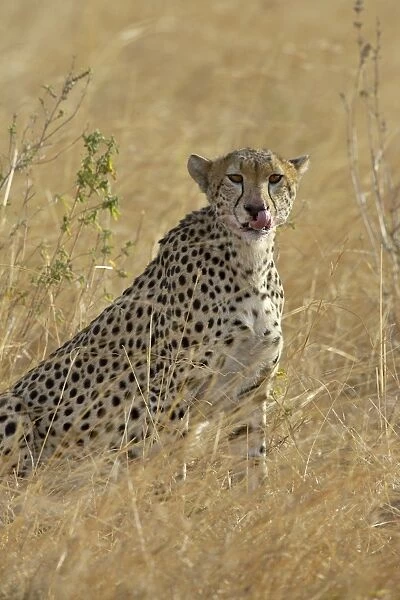 Cheetah (Acinonyx jubatus) cleaning up after eating