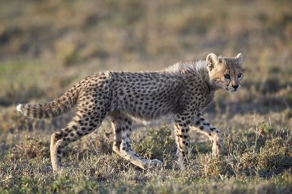 Cheetah (Acinonyx jubatus) cub, Ngorongoro Conservation Area, Tanzania, East Africa