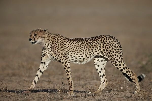 Cheetah (Acinonyx jubatus), Kgalagadi Transfrontier Park, encompassing the former Kalahari Gemsbok National Park, South Africa, Africa