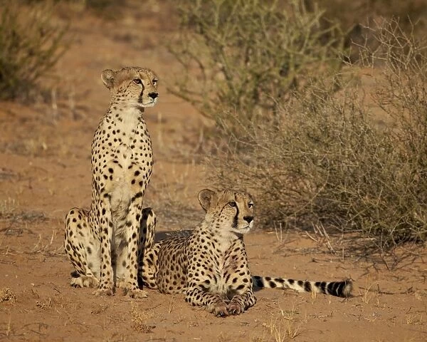 Cheetah (Acinonyx jubatus) siblings, Kgalagadi Transfrontier Park, encompassing the former Kalahari Gemsbok National Park, South Africa, Africa