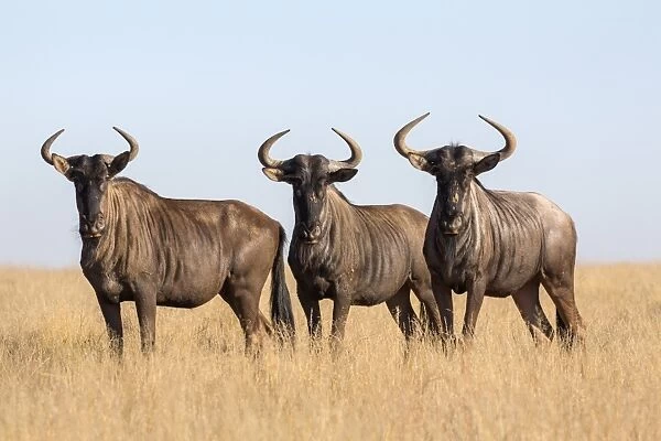 Common (blue) wildebeest (gnu) (Connochaetes taurinus), Mokala National Park, South Africa