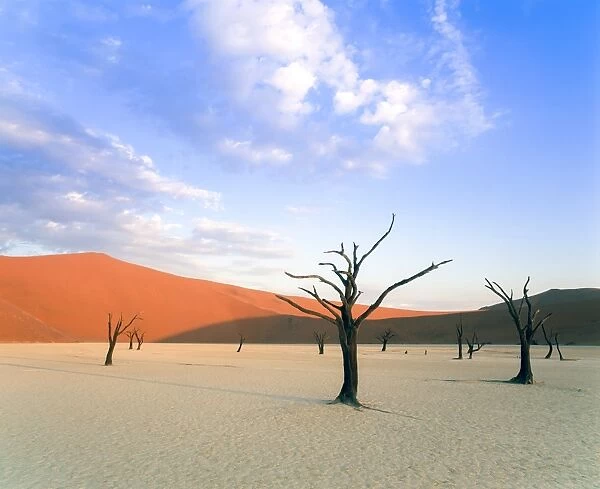 Dead trees and orange sand dunes, Dead Vlei, Sossusvlei dune field, Namib-Naukluft Park, Namib Desert, Namibia, Africa
