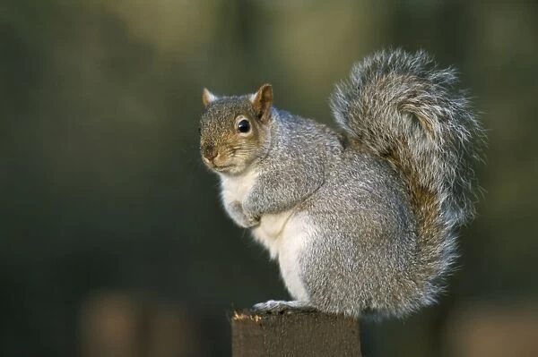 Grey squirrel (Sciurus carolinensis), Leighton Moss, RSPB Reserve, Silverdale