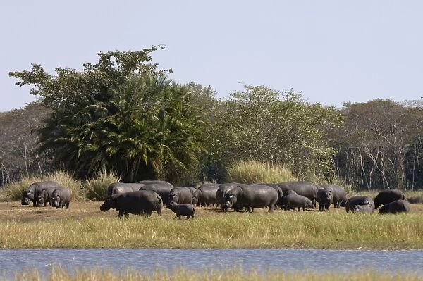 Hippopotamus (Hippopotamus amphibius), Busanga Plains, Kafue National Park