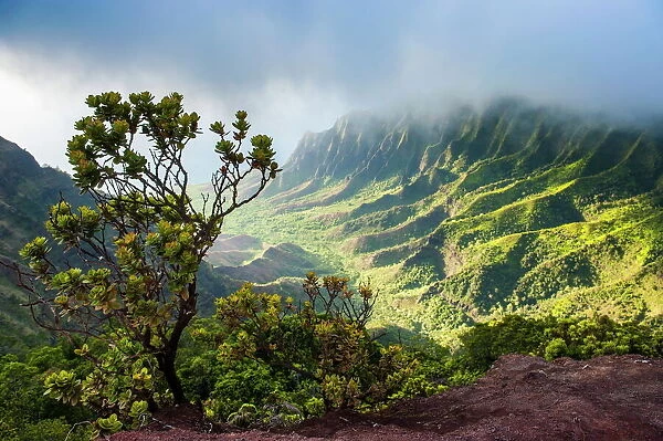 Kalalau lookout over the Napali coast from the Kokee State Park, Kauai, Hawaii, United States of America, Pacific