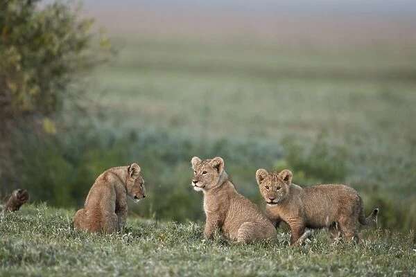 Three lion (Panthera leo) cubs, Ngorongoro Crater, Tanzania, East Africa, Africa
