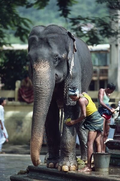 Man washing working elephant