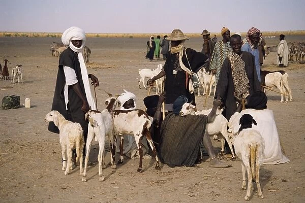 Men and goats on market day, Kanioume, Mali, West Africa, Africa