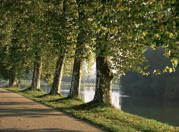 Plane trees beside the River Saone near Macon, Saone et Loire, Burgundy, France, Europe