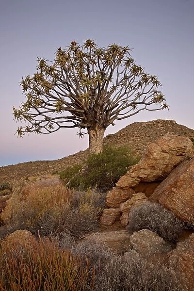 Quiver tree (Kokerboom) (Aloe dichotoma) at dusk, Namakwa, Namaqualand