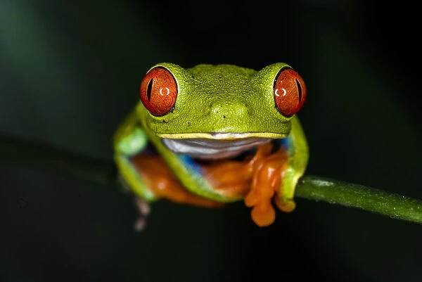 Red-eyed tree frog (Agalychnis callidryas), Sarapiqui, Heredia Province, Costa Rica